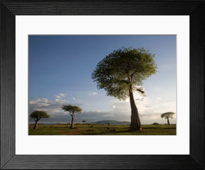 Framed Print : Baobab / Boab Trees Framed Print : Baobab / Boab Trees