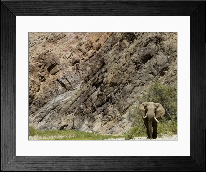 Framed Print : Desert Elephant