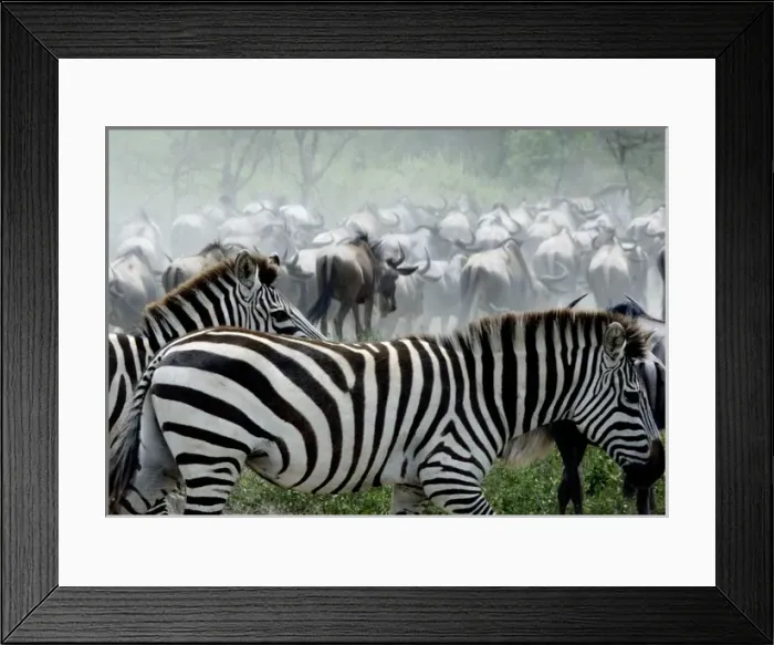 Framed Print : Burchells / Plains / Common Zebras and Wildebeests Framed Print : Burchells / Plains / Common Zebras and Wildebeests