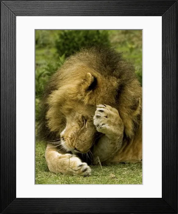 Framed Print : Lion - Male Framed Print : Lion - Male