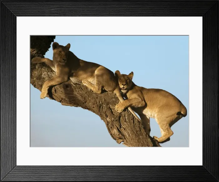 Framed Print : Lion - Young resting on tree Framed Print : Lion - Young resting on tree