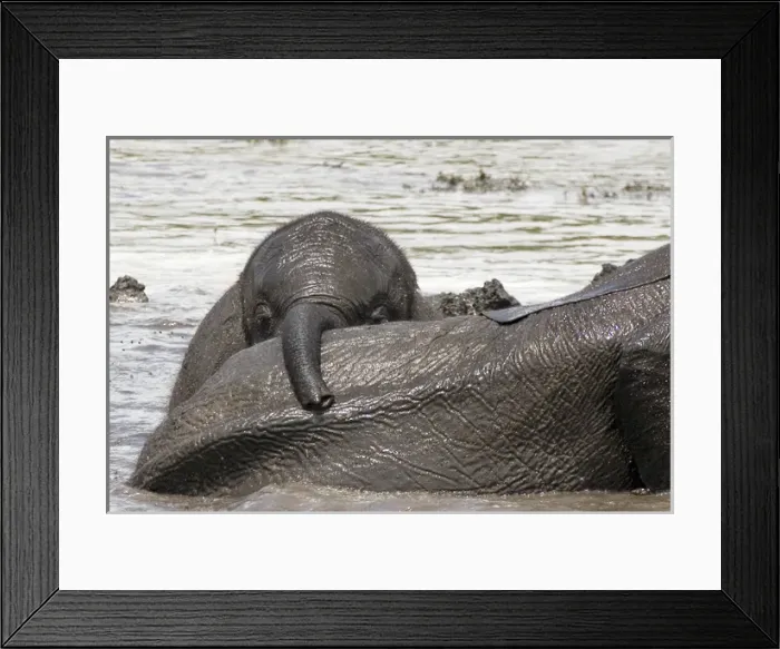 Framed Print : African Elephant - Baby playing after heavy rain Framed Print : African Elephant - Baby playing after heavy rain