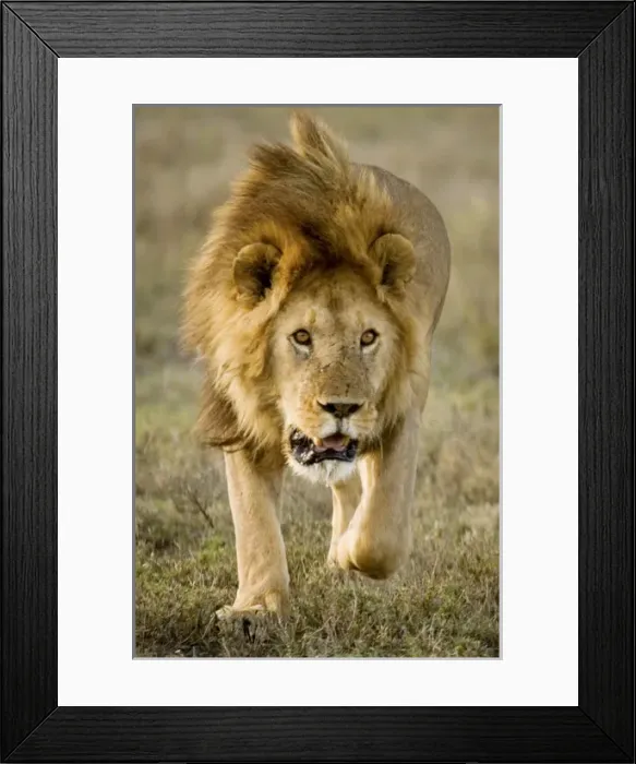 Framed Print : Lion - Male running Framed Print : Lion - Male running