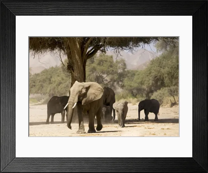 Framed Print : Desert Elephants - Family fInding shade Framed Print : Desert Elephants - Family fInding shade
