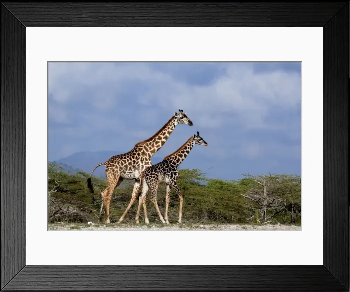 Framed Print : Giraffes (Giraffa camelopardalis). Saadani Natural Park - Tanzania - Africa Framed Print : Giraffes (Giraffa camelopardalis). Saadani Natural Park - Tanzania - Africa