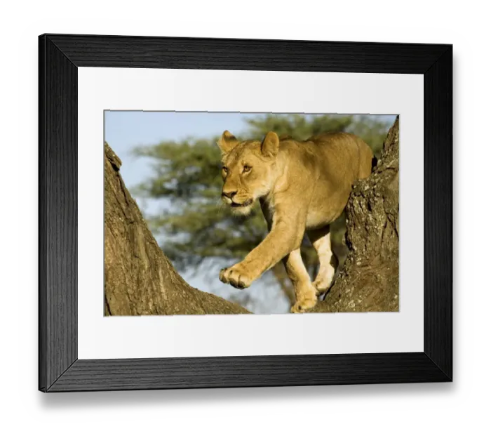 Framed Print : Lion - Young climbing tree Framed Print : Lion - Young climbing tree