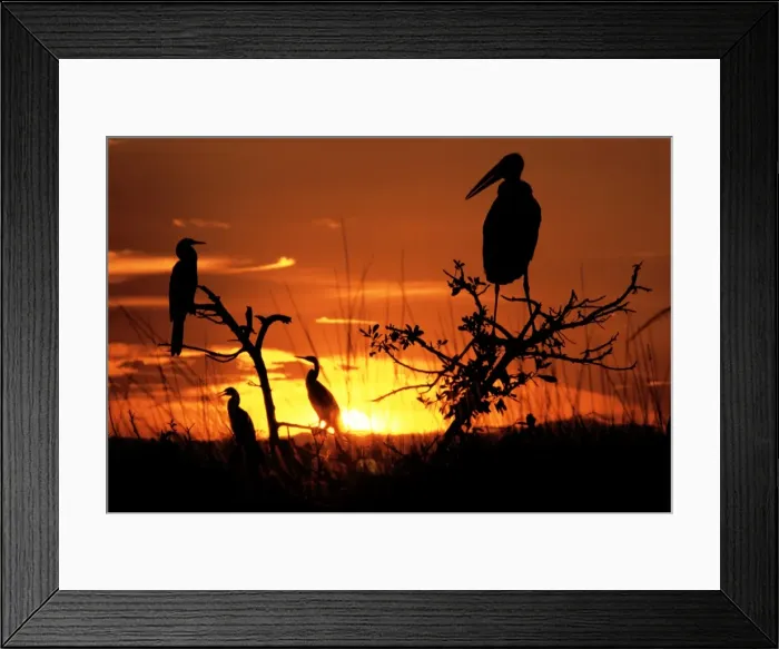 Framed Print : Marabou Stork - At sunset Framed Print : Marabou Stork - At sunset