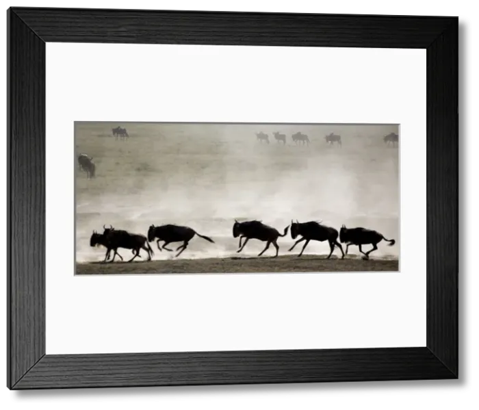 Framed Print : Wildebeests - On migration Framed Print : Wildebeests - On migration