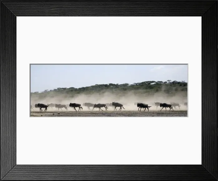 Framed Print : Wildebeests - On migration - Between Serengeti and Ndutu Framed Print : Wildebeests - On migration - Between Serengeti and Ndutu