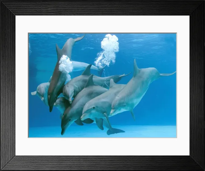 Framed Print : Bottlenose dolphins - blowing air bubbles underwater Framed Print : Bottlenose dolphins - blowing air bubbles underwater