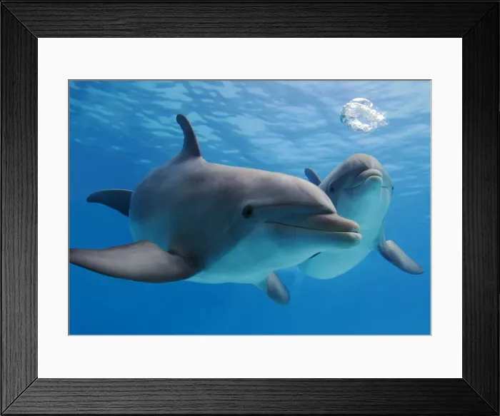 Framed Print : Bottlenose Dolphins - blowing air bubbles underwater Framed Print : Bottlenose Dolphins - blowing air bubbles underwater