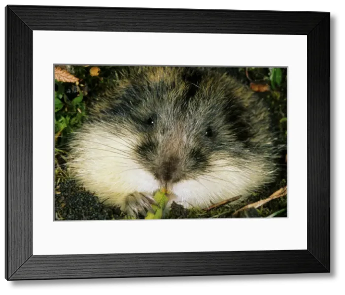Framed Print : Siberian Lemming - muzzle adult nibbles grass Framed Print : Siberian Lemming - muzzle adult nibbles grass