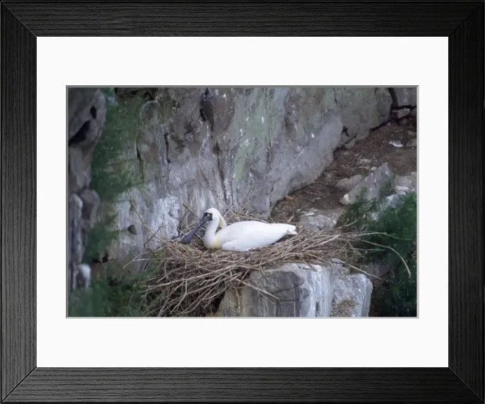 Framed Print : Black-faced Spoonbill - adults on nest