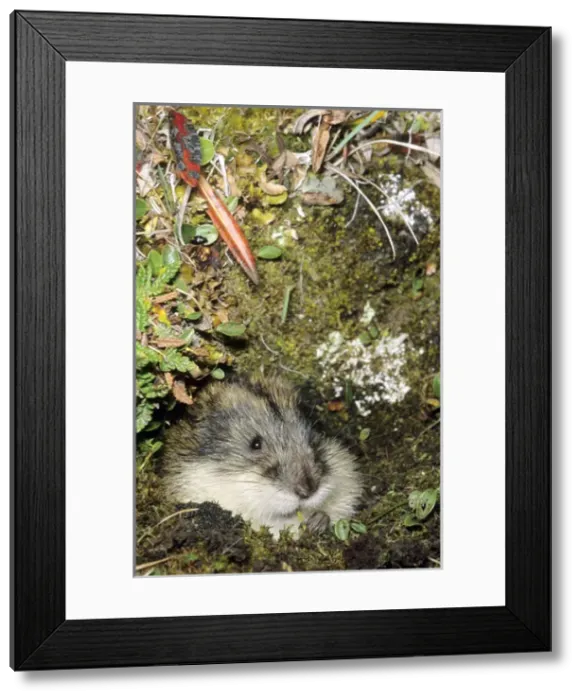 Framed Print : Siberian Lemming muzzle adult nibbles grass by