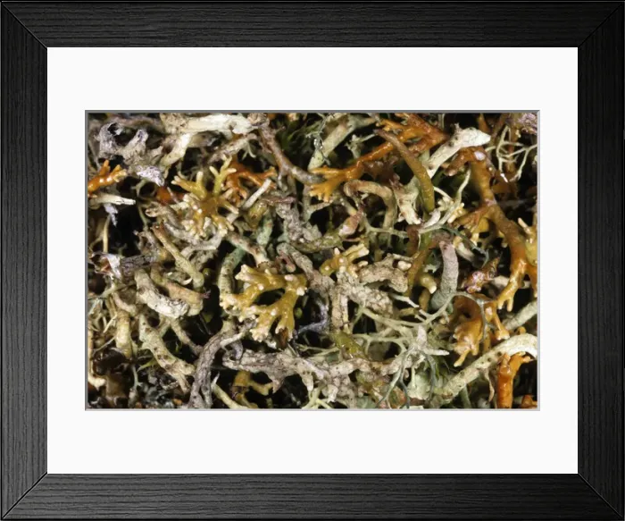 Framed Print : Natural mixture of various lichens on tundra-floor Framed Print : Natural mixture of various lichens on tundra-floor
