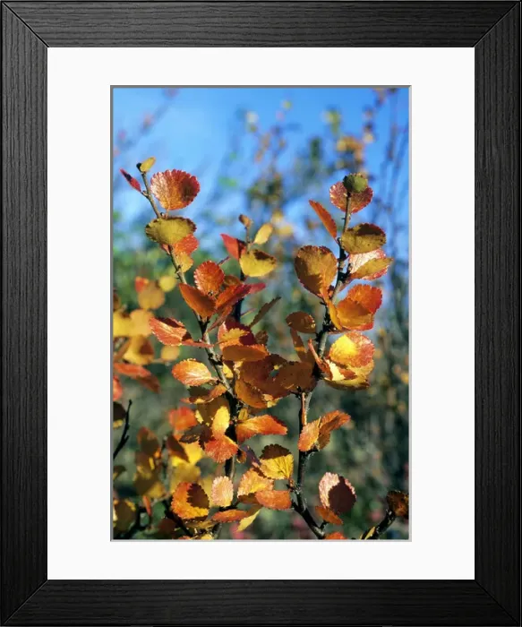 Framed Print : Arctic Birch / Dwarf Birch - leaves in autumn Framed Print : Arctic Birch / Dwarf Birch - leaves in autumn