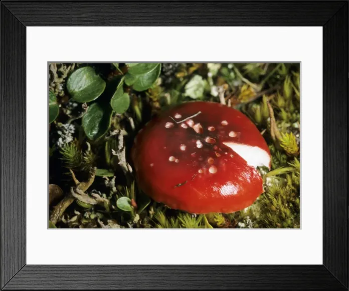Framed Print : Mushroom Russula sp. in tundra near Dikson Framed Print : Mushroom Russula sp. in tundra near Dikson