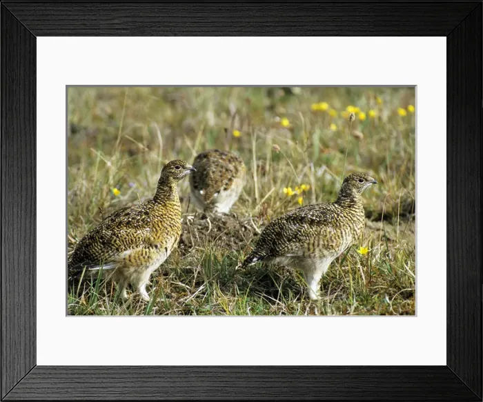 Framed Print : Young Alpine Ptarmigans on guard while others in Framed Print : Young Alpine Ptarmigans on guard while others in