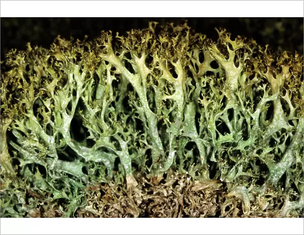 Lichen, vertical cut