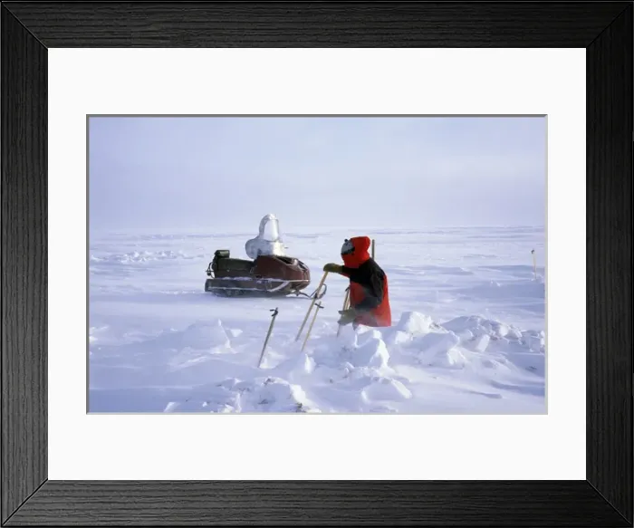 Framed Print : Search for Collared (Dicrostonix torquatus) Framed Print : Search for Collared (Dicrostonix torquatus)