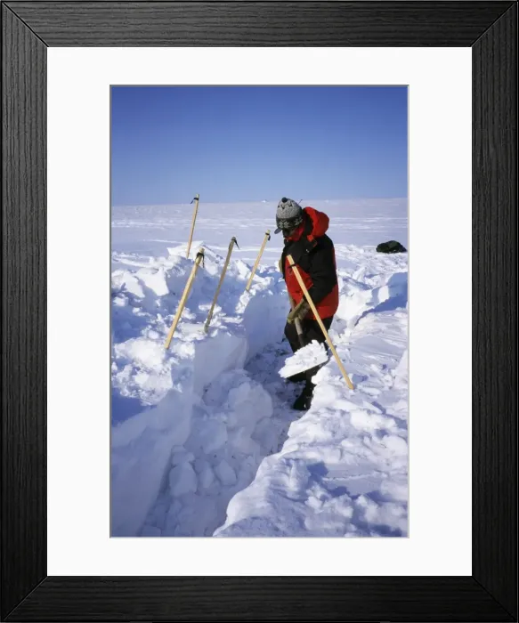 Framed Print : Search for Collared (Dicrostonix torquatus) Framed Print : Search for Collared (Dicrostonix torquatus)