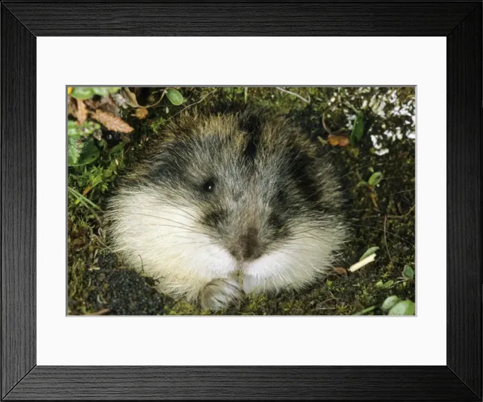 Framed Print : Siberian Lemming muzzle - adult nibbles a grass Framed Print : Siberian Lemming muzzle - adult nibbles a grass