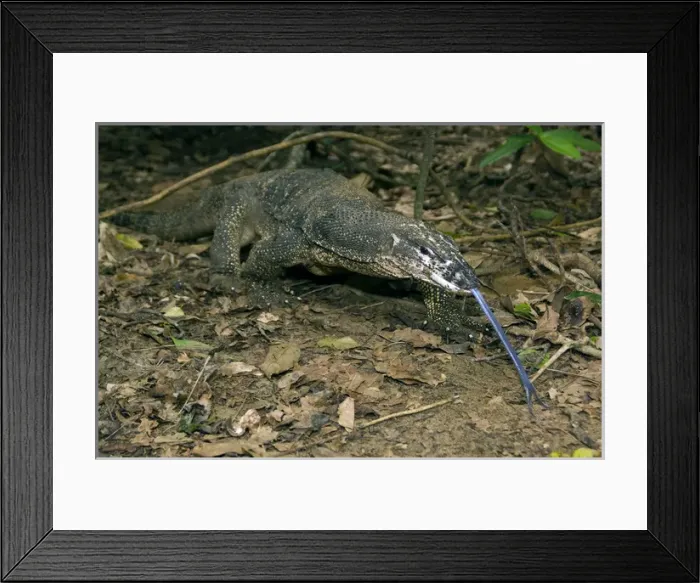 Framed Print : Palawan Monitor Lizard - searches for food along Framed Print : Palawan Monitor Lizard - searches for food along