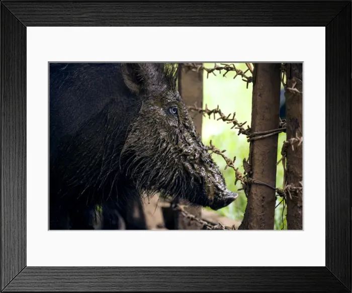 Framed Print : Palawan Bearded Pig - young caught in the wild Framed Print : Palawan Bearded Pig - young caught in the wild
