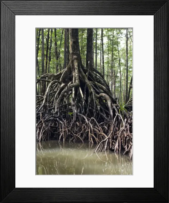 Framed Print : Mangrove forest in the valley of a river in Sabang Framed Print : Mangrove forest in the valley of a river in Sabang