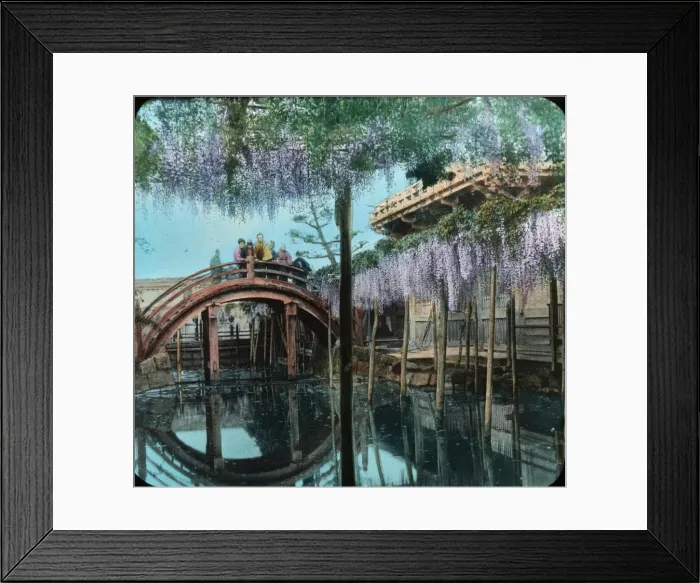 Framed Print : Japan - A famous wisteria in bloom Framed Print : Japan - A famous wisteria in bloom