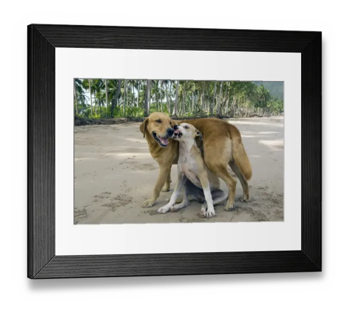 Framed Print : Dog - mongrels play, imitating aggression (the Framed Print : Dog - mongrels play, imitating aggression (the