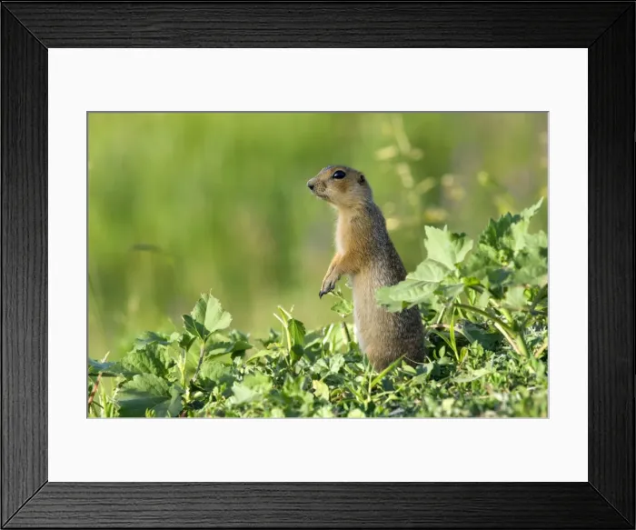 Framed Print : Red-cheeked Souslik - adult - observes surroundings