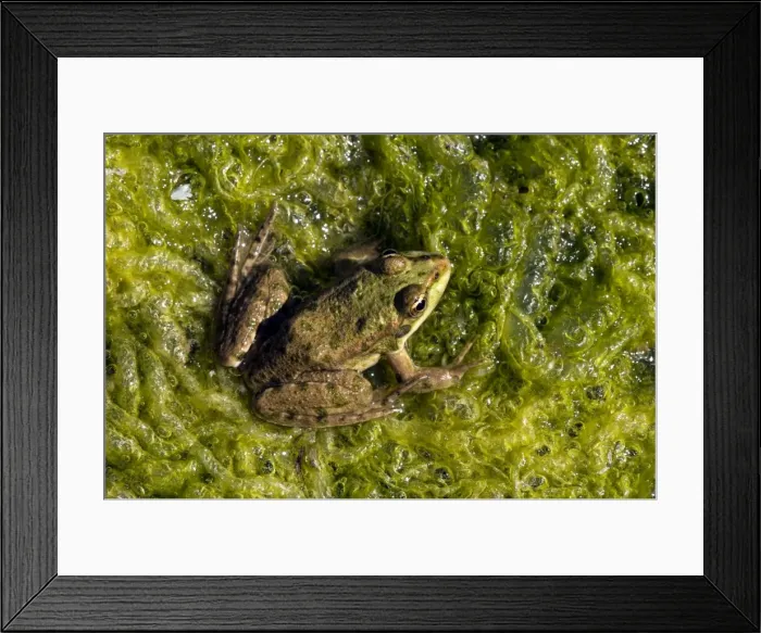 Framed Print : Marsh Frog - basks in the sun Framed Print : Marsh Frog - basks in the sun