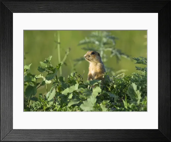 Framed Print : Red-cheeked Souslik - adult - observes surroundings Framed Print : Red-cheeked Souslik - adult - observes surroundings