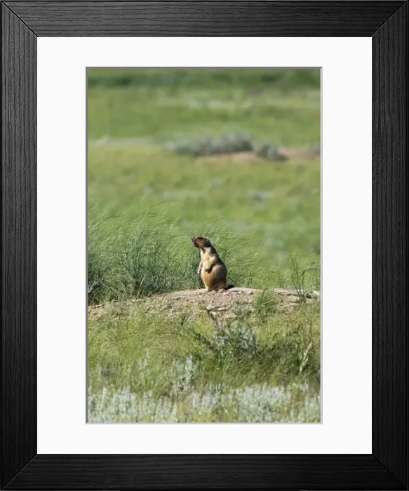 Framed Print : Bobak / Steppe Marmot - adult - whistles warning Framed Print : Bobak / Steppe Marmot - adult - whistles warning