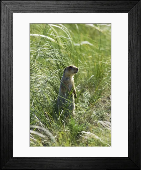 Framed Print : Red-cheeked Souslik - adult near a burrow in steppe Framed Print : Red-cheeked Souslik - adult near a burrow in steppe