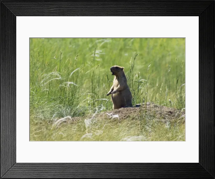 Framed Print : Bobak / Steppe Marmot - adult - whistles warning Framed Print : Bobak / Steppe Marmot - adult - whistles warning