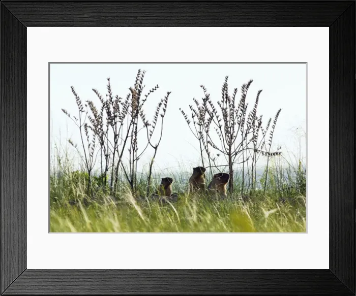 Framed Print : Bobak / Steppe Marmot - adult and two young Framed Print : Bobak / Steppe Marmot - adult and two young