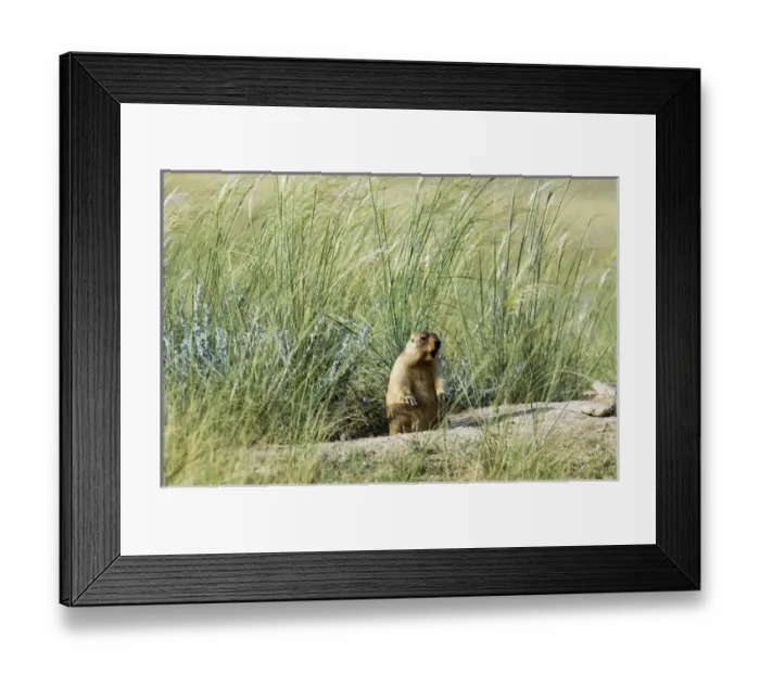 Framed Print : Bobak / Steppe Marmot - fat adult, ready for hibernation Framed Print : Bobak / Steppe Marmot - fat adult, ready for hibernation