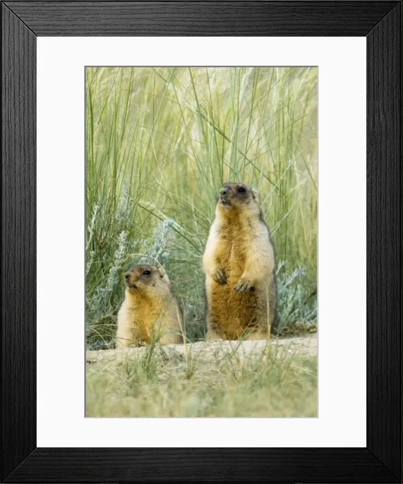Framed Print : Bobak / Steppe Marmot - a pair of fat adults, ready Framed Print : Bobak / Steppe Marmot - a pair of fat adults, ready