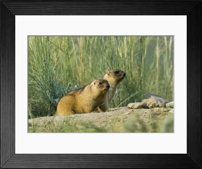 Framed Print : Bobak / Steppe Marmot - a pair of fat adults, ready Framed Print : Bobak / Steppe Marmot - a pair of fat adults, ready