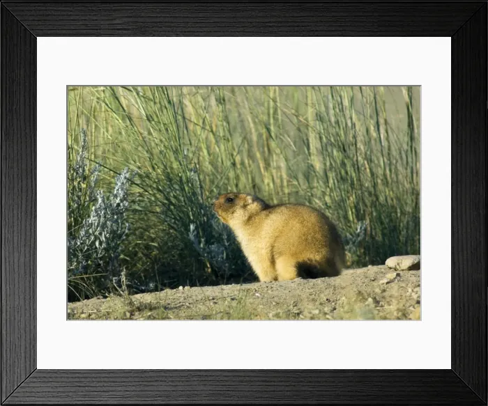 Framed Print : Bobak / Steppe Marmot - adult, ready for hibernation Framed Print : Bobak / Steppe Marmot - adult, ready for hibernation