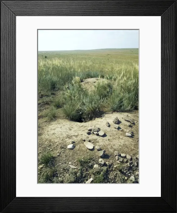 Framed Print : Bobak  /  Steppe Marmot - a burrow complex in steppe