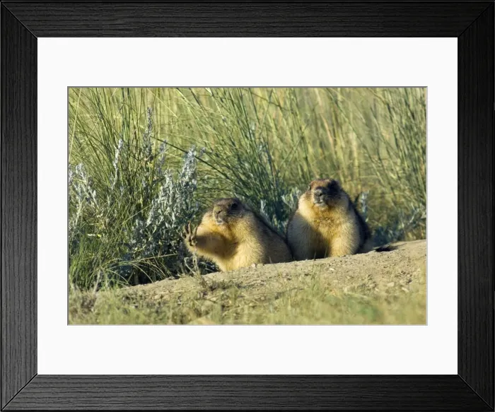 Framed Print : Bobak / Steppe Marmot - a pair of fat adults near Framed Print : Bobak / Steppe Marmot - a pair of fat adults near