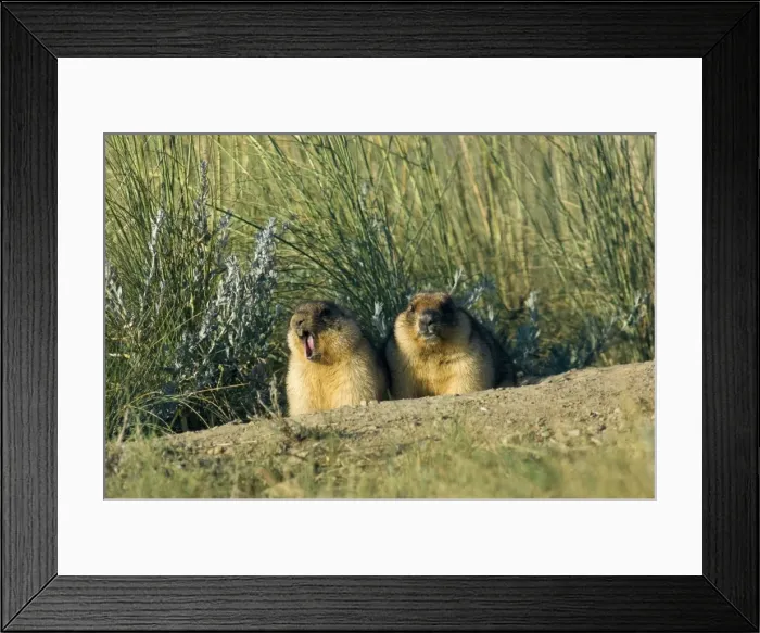 Framed Print : Bobak / Steppe Marmot - a pair of fat adults near Framed Print : Bobak / Steppe Marmot - a pair of fat adults near