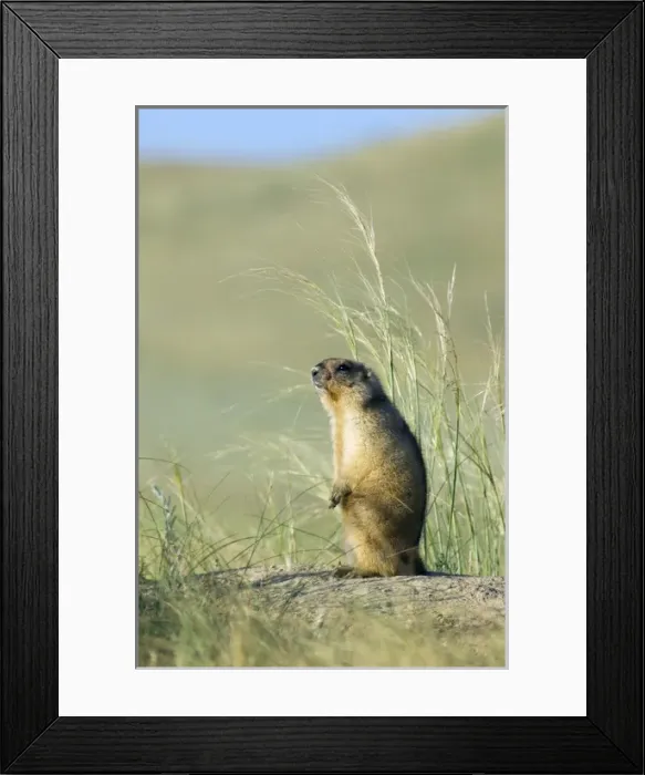 Framed Print : Bobak / Steppe Marmot - adult - observes surroundings Framed Print : Bobak / Steppe Marmot - adult - observes surroundings