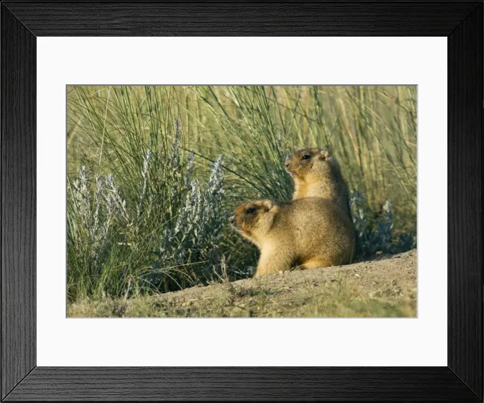 Framed Print : Bobak / Steppe Marmot - a pair of fat adults near Framed Print : Bobak / Steppe Marmot - a pair of fat adults near