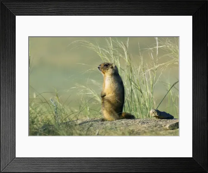 Framed Print : Bobak / Steppe Marmot - adult - observes and sniffs Framed Print : Bobak / Steppe Marmot - adult - observes and sniffs