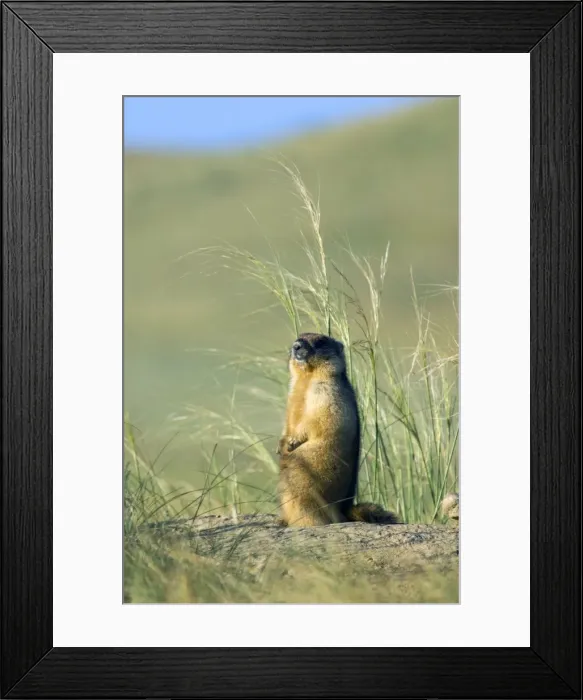Framed Print : Bobak / Steppe Marmot - adult - observes surroundings Framed Print : Bobak / Steppe Marmot - adult - observes surroundings