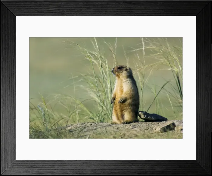 Framed Print : Bobak / Steppe Marmot - adult Framed Print : Bobak / Steppe Marmot - adult